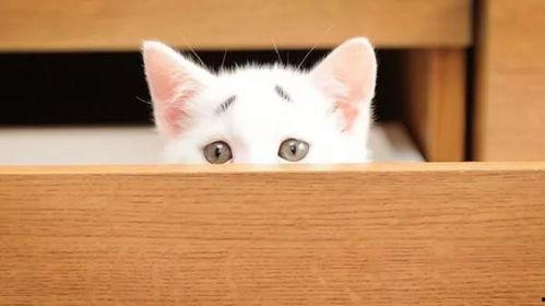 娱乐吃瓜君面包猫,面包猫背后的故事与魅力