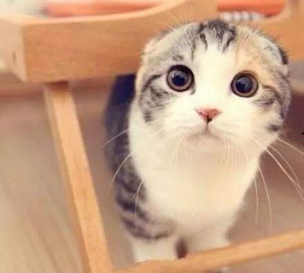 娱乐吃瓜君七七的折耳猫